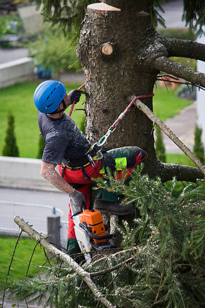 Professional Tree Removal in Selmont West Selmont, AL