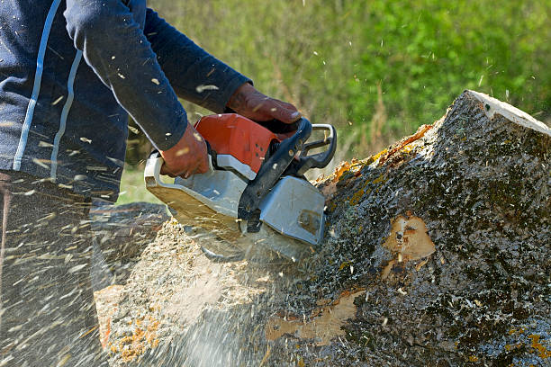 Best Hazardous Tree Removal  in Selmont West Selmont, AL