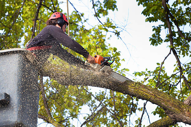 Best Palm Tree Trimming  in Selmont West Selmont, AL